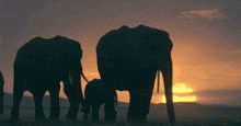 Elephants Africa GIF - Elephants Africa Sunset GIFs