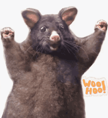 Rat Woo Hoo Wahoo Rat GIF - Rat Woo Hoo Wahoo Rat Uju GIFs