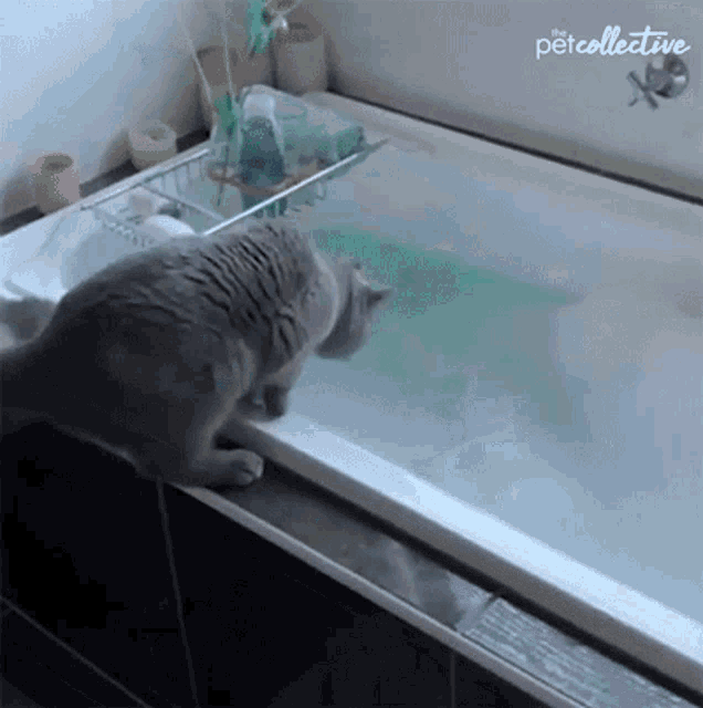 Fall Into Water Fail GIF - Fall Into Water Fail Slipped - Discover & Share  GIFs