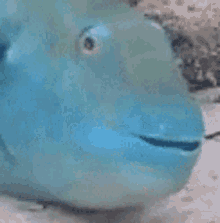 Fish Parrotfish GIF - Fish Parrotfish Ramon GIFs