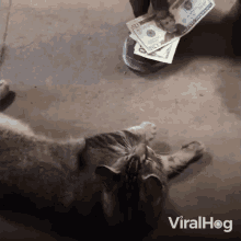 Cat And Money Viralhog GIF - Cat And Money Viralhog I Want That Money GIFs