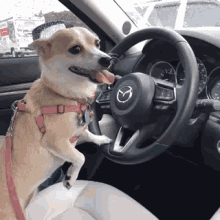 Chihuahua Driving GIF - Chihuahua Driving Lookbothways GIFs
