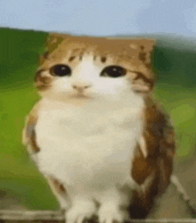 a cat that looks like an owl is standing on a wire fence .