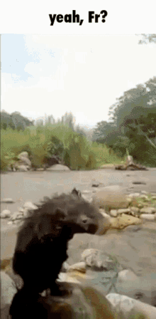 Bathing Rodent Yeah Fr GIF