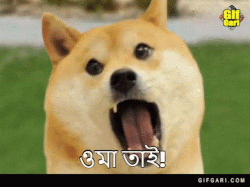 Doge Doge Gif GIF - Doge Doge Gif Doge Bangla - Discover & Share GIFs Doge Doge Gif GIF - Doge Doge Gif Doge Bangla - Discover & Share GIFs