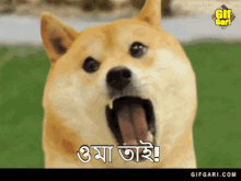 Doge Doge Gif GIF - Doge Doge Gif Doge Bangla GIFs