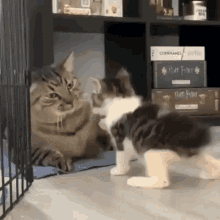 cats slap cat slap kitty slap slapped
