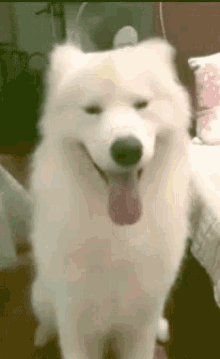 Happy Cute GIF - Happy Cute Dogs GIFs