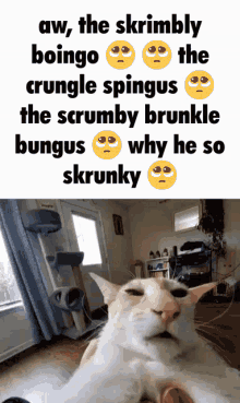 Skrimbly Bomgo Crungle Spingus GIF - Skrimbly Bomgo Crungle Spingus Scrumby Brunkle Bungus GIFs