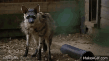 Aardwolf Hyena GIF - Aardwolf Hyena Dog GIFs