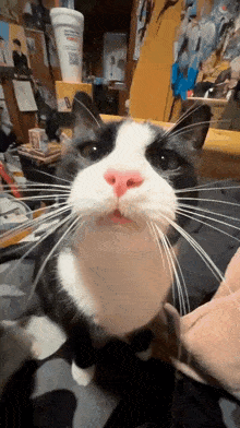 Cat Cat Stare GIF - Cat Cat Stare GIFs