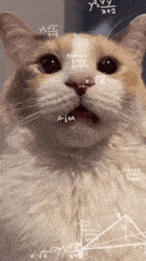 Cat Cat Math GIF - Cat Cat Math Math GIFs