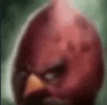 a blurry picture of an angry bird with a yellow beak .