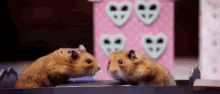 Hamsters On Date GIF - Hamsters Hamster Date GIFs