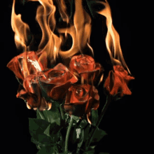 Red Roses Rose GIF - Red Roses Rose Flowers GIFs