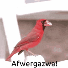 a red bird is sitting on a person 's hand with the words afwergazwa written below it