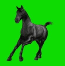 a black horse is walking on a green screen .