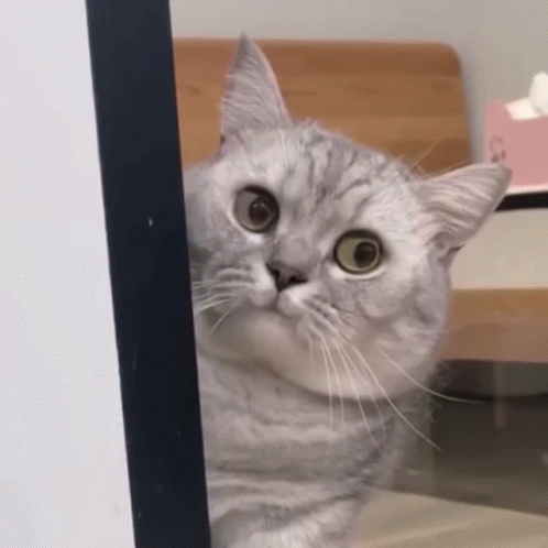 untitled.gif