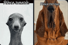 a black and white photo of a dog next to a brown dog with a caption in russian