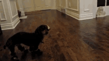 Puppy Getting Used To Her Boots GIF - Puppy Boots Funny GIFs