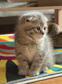 a small kitten sitting on a colorful rug looking at the camera