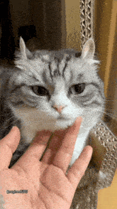 a close up of a person 's hand touching a cat 's nose
