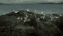 Seagulls Beach GIF - Seagulls Beach Rocks GIFs