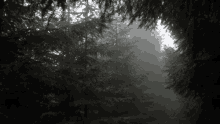Rain Forest GIF