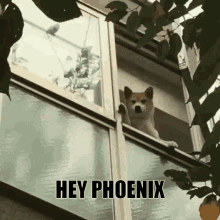Hey Phoenix GIF - Hey Phoenix GIFs