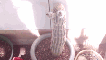 Ozaleto Cactus GIF - Ozaleto Cactus Penis GIFs