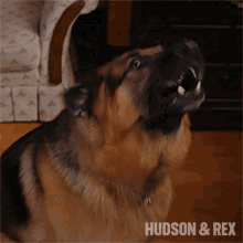 Barking Rex GIF - Barking Rex Diesel Vom Burgimwald GIFs