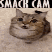 Smack Cam Cat GIF - Smack Cam Cat Smack GIFs