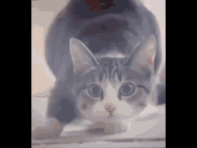 Heyner Shaquille GIF - Heyner Shaquille Cat GIFs