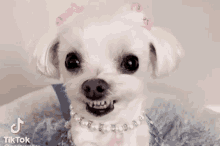 Perrysmiles Dog Smiling GIF - Perrysmiles Dog Smiling GIFs