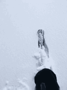Powder Snow GIF - Powder Snow Ski GIFs