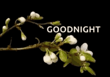 goodnight nite flower bloom