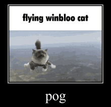 Winbloo Cat Flying GIF - Winbloo Cat Flying Pog GIFs