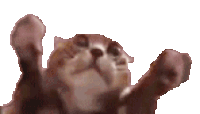 a cat is laying down with its paws in the air