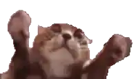a cat is laying down with its paws in the air