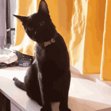 Bruno Gato Cat Blackcat GIF - Bruno Gato Cat Blackcat GIFs