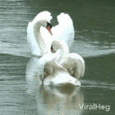 Animal Couple Swan GIF - Animal Couple Swan Viralhog GIFs