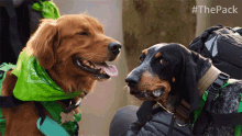 Dog Friendship The Pack GIF - Dog Friendship The Pack Buddies GIFs