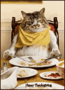 Fat Cat Cat GIF - Fat Cat Cat Fat GIFs