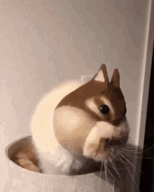 Chipmunk Chipmunk Cat GIF - Chipmunk Chipmunk Cat котбелка GIFs