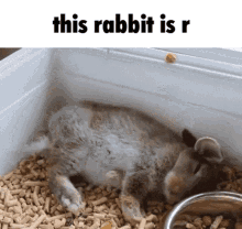Rabbit Rabbits GIF - Rabbit Rabbits This Cat Is R GIFs
