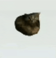 GIF