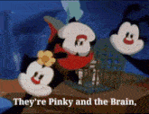 a cartoon says they 're pinky and the brain on the bottom of the screen