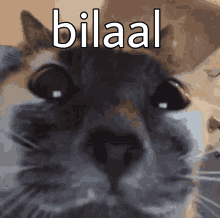 Bilaal GIF - Bilaal GIFs