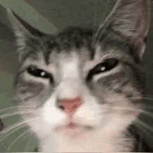 High Cat GIF - High Cat GIFs