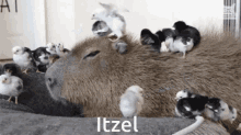 Itzel GIF - Itzel GIFs